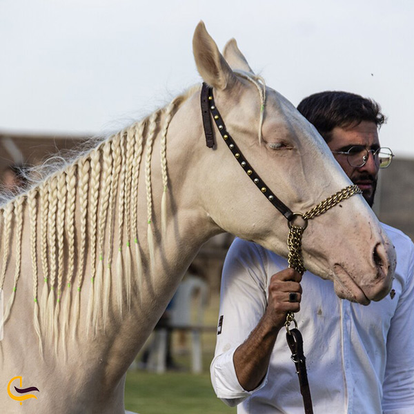 اسب های زیبای ایرانی
