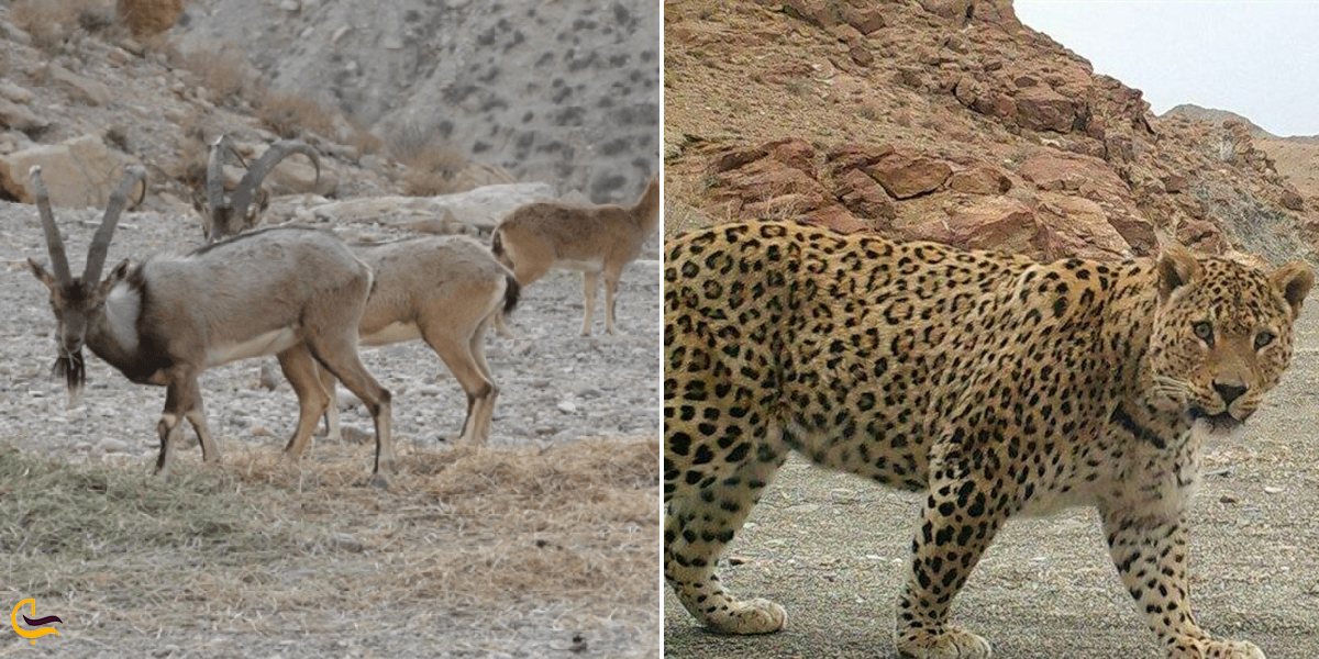 تصویری از گونه های جانوری بهبهان