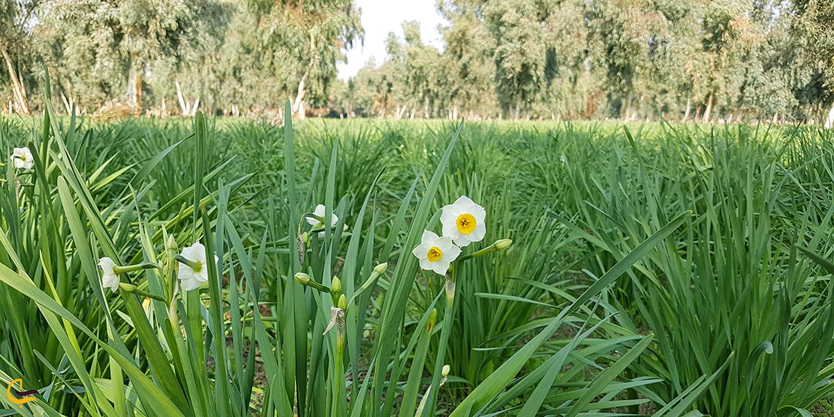 تصویری از نرگس زار بهبهان