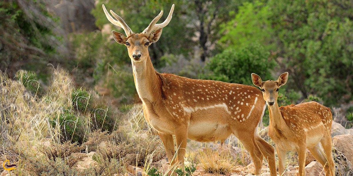 زیستگاه گوزن زرد ایرانی در جنگل های شوش