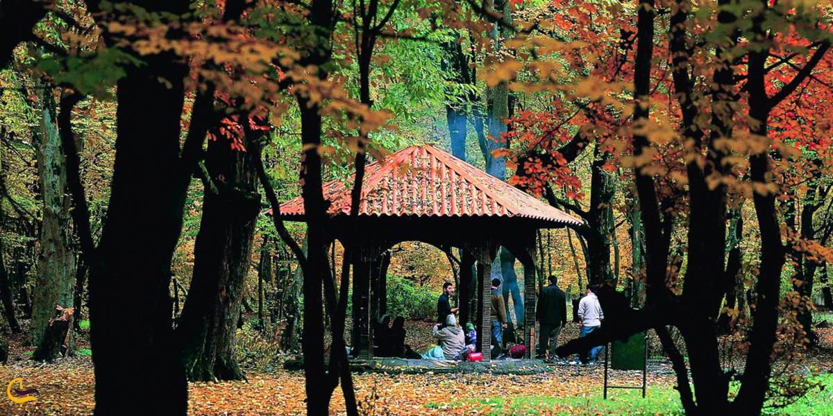 تصویری از جنگل نهار خوران