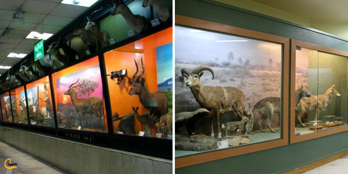 موزه زیستی در دل شهر آبادان 