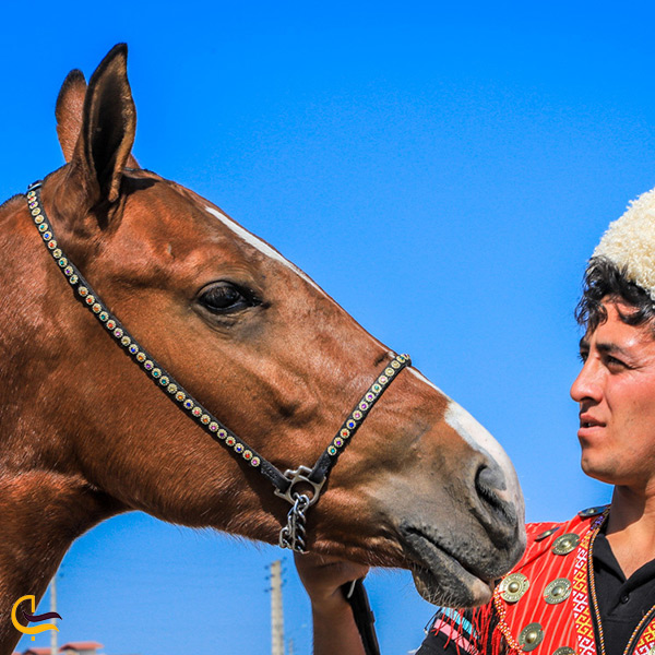زیباترین اسب های ترکمن