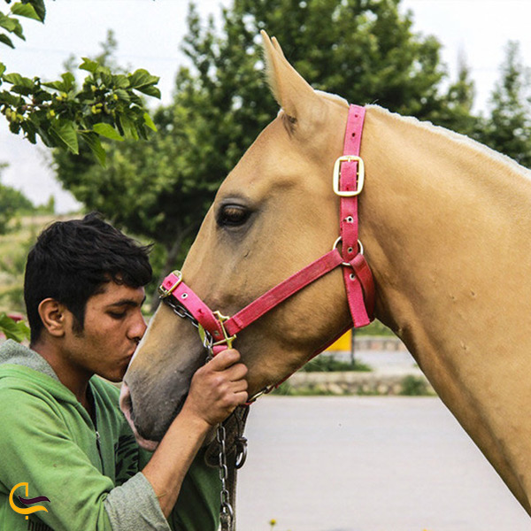 زیباترین اسب های ایران و جهان