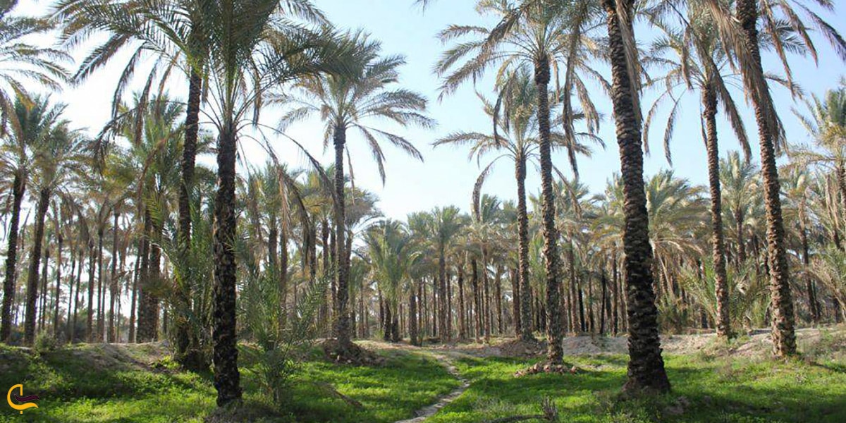 پوشش گیاهی شهر زیبای برازجان در بوشهر