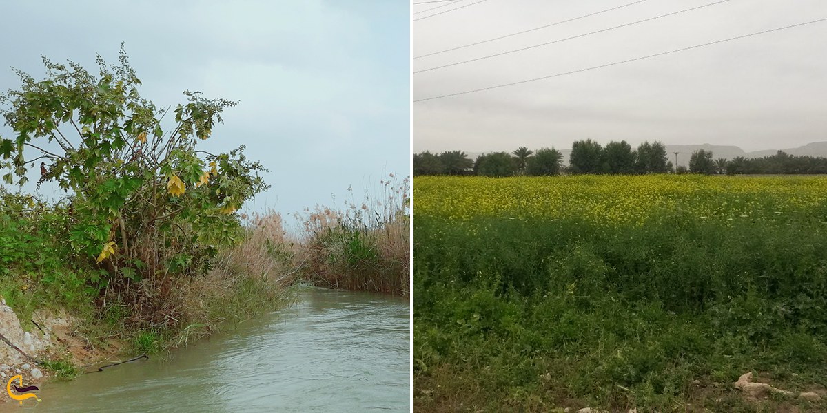 تصویری از پوشش گیاهی بهبهان