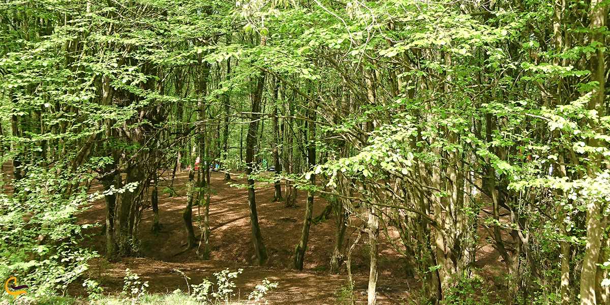 تصویری از طبیعت گرگان