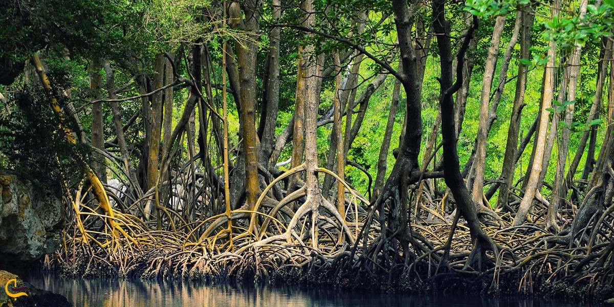 تصویری از پوشش گیاهی جنگل های حرا