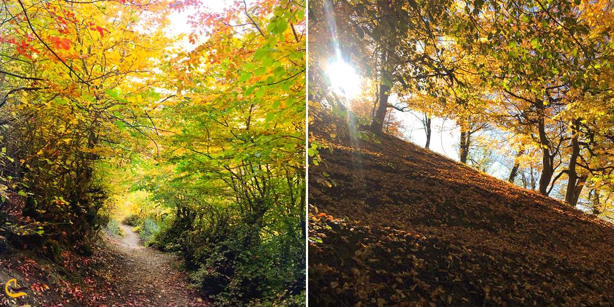 جنگل های کهن روستای زیارت