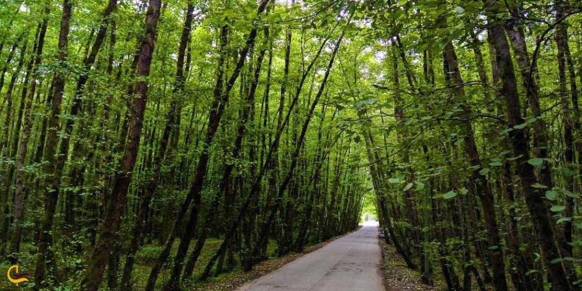 بهار زیبا در جنگ گیسوم 