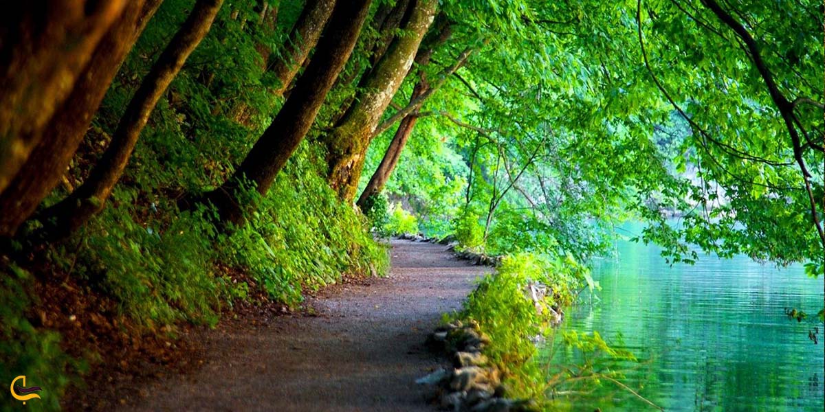 تابستان در جنگل گیسوم 