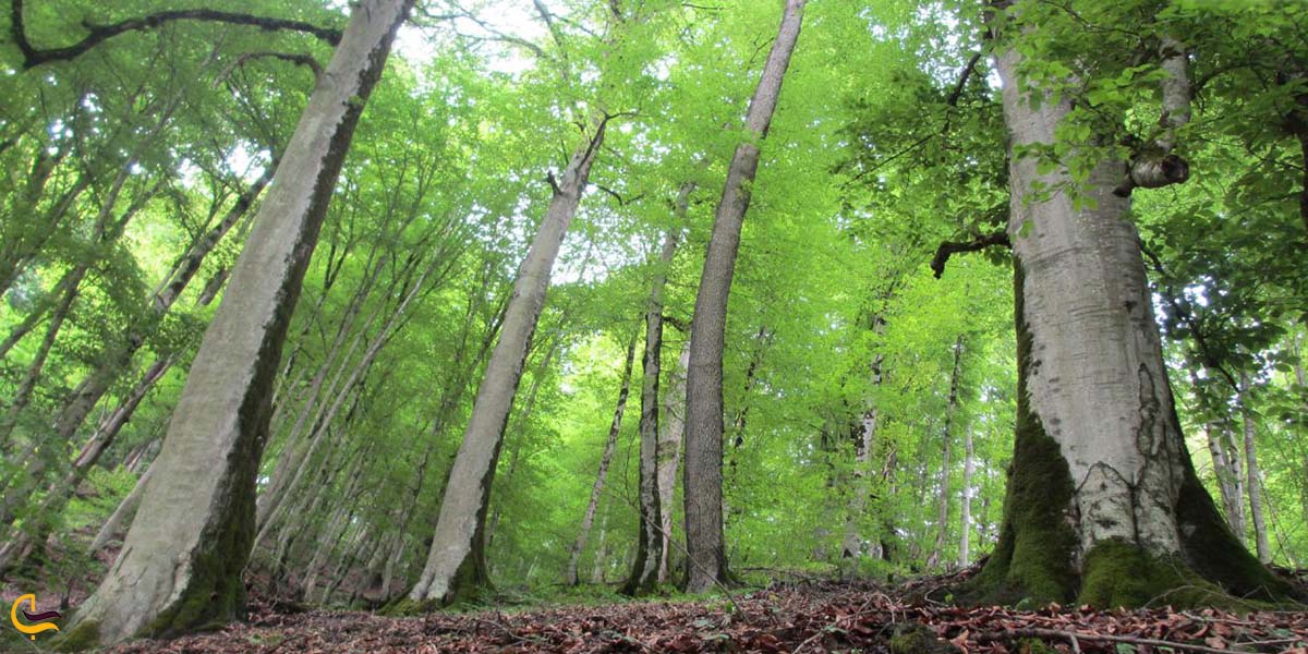 اقامت در جنگل دوهزار