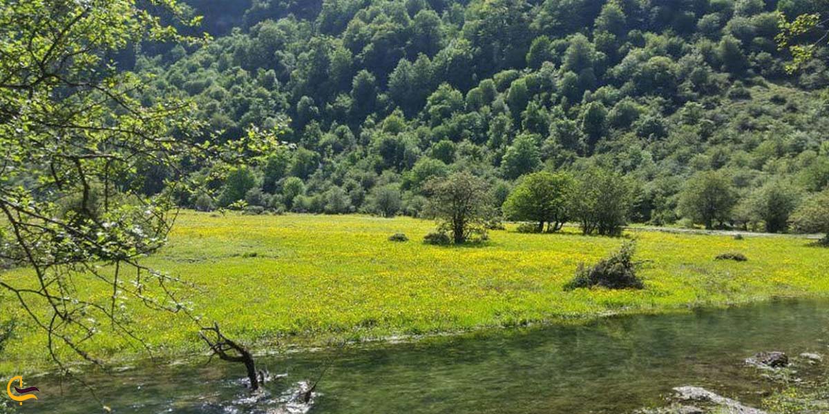 جنگل دوهزار