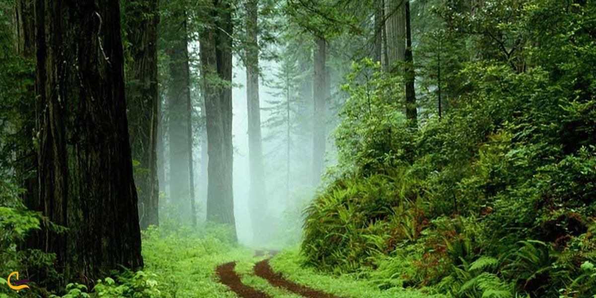 حس و حال خوش در جنگل گیسوم 