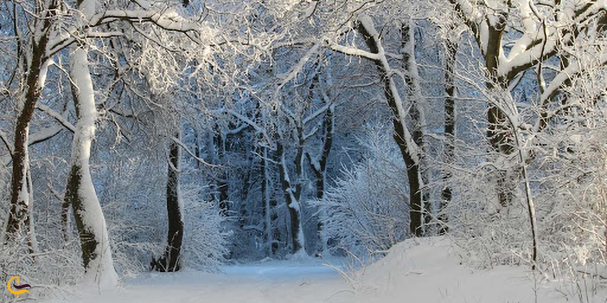 زمستان زیبا در جنگل گیسوم 