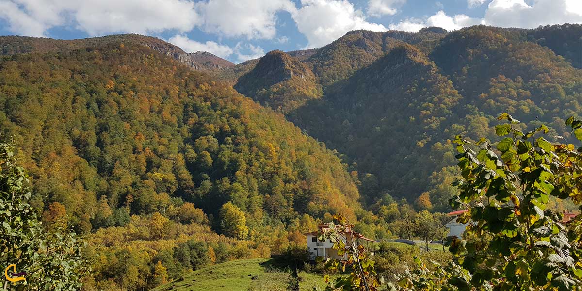 عسل محله کجاست