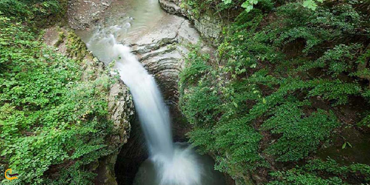 پوشش گیاهی در دل جنگل گیسوم