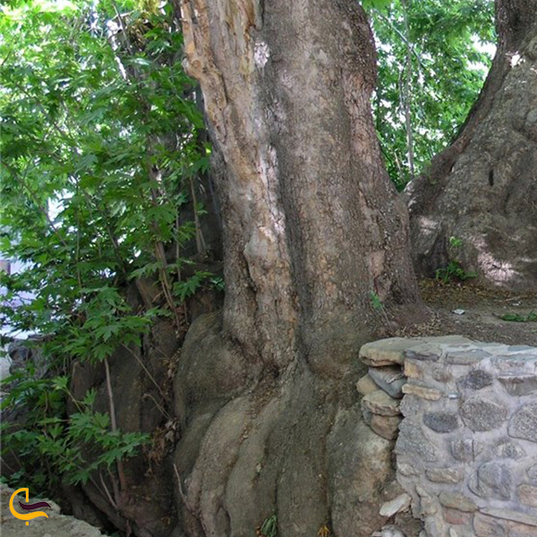 نمای دیگر درخت چنار ۵۰۰ ساله در روستای سعد آباد پیشوا