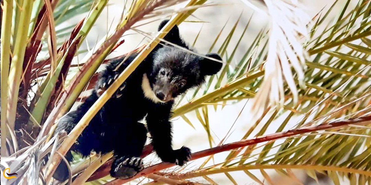 تصویری از خرس سیاه آسیایی