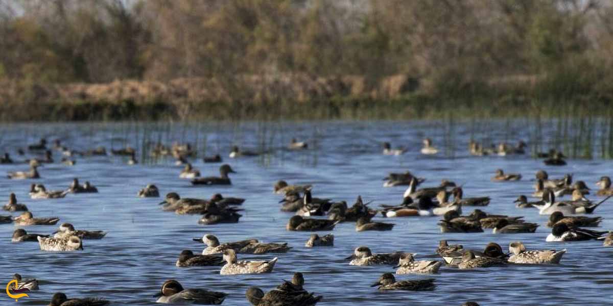 تالاب بامدژ خوزستان