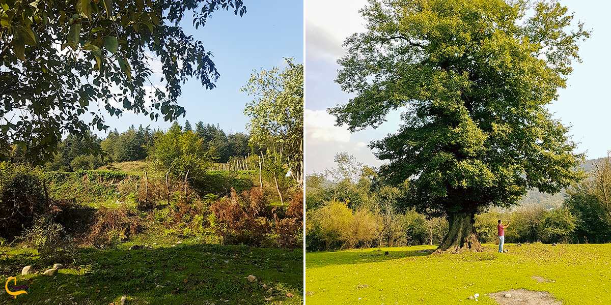 تصاویری از جنگل سر سبز بلیران