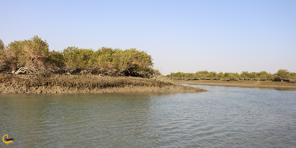 تصویری از جنگل حرا در بوشهر
