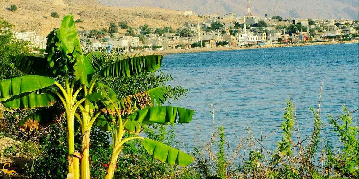 تصویری از پوشش گیاهی بوشهر