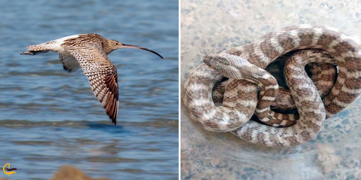 تصویری از گونه های جانوری در بوشهر