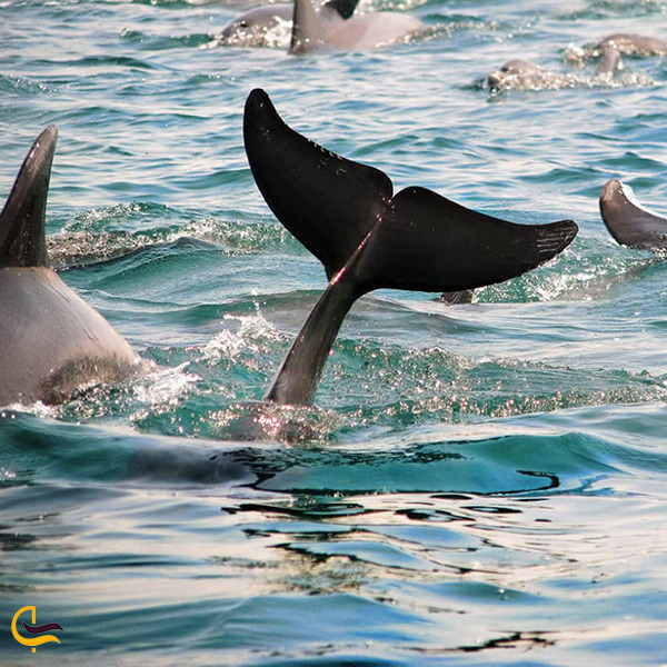 رقص دلفین ها در جزیره ی قشم