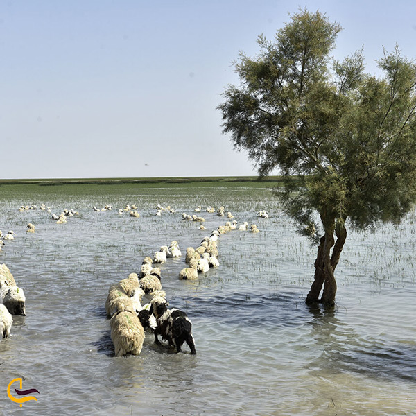 ارزش تاریخی و ادبی دریاچه هامون