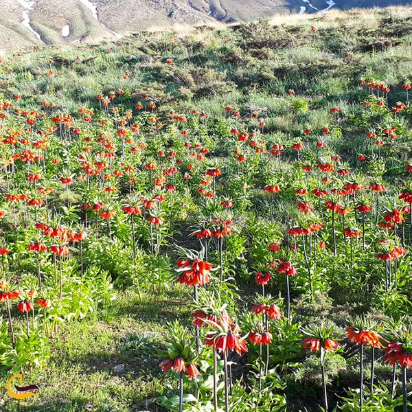 دشت لاله منطقه گردشگری گلستان کوه خوانسار