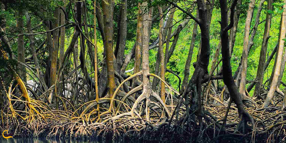 تصویر جنگل حرا، قشم گردی در نوروز