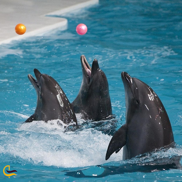 تصویر دلفین های بازیگوش پارک دلفین های کیش