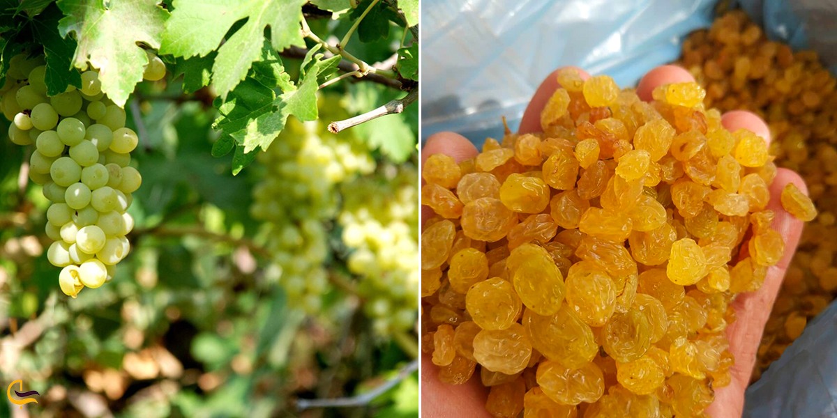 تصویری از محصولات کشاورزی قوچان