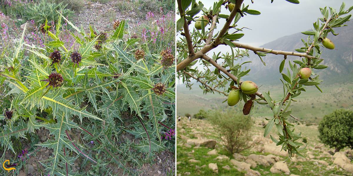 تصویری از پوشش گیاهی و باغ های میوه روستاهای اطراف شهرضا