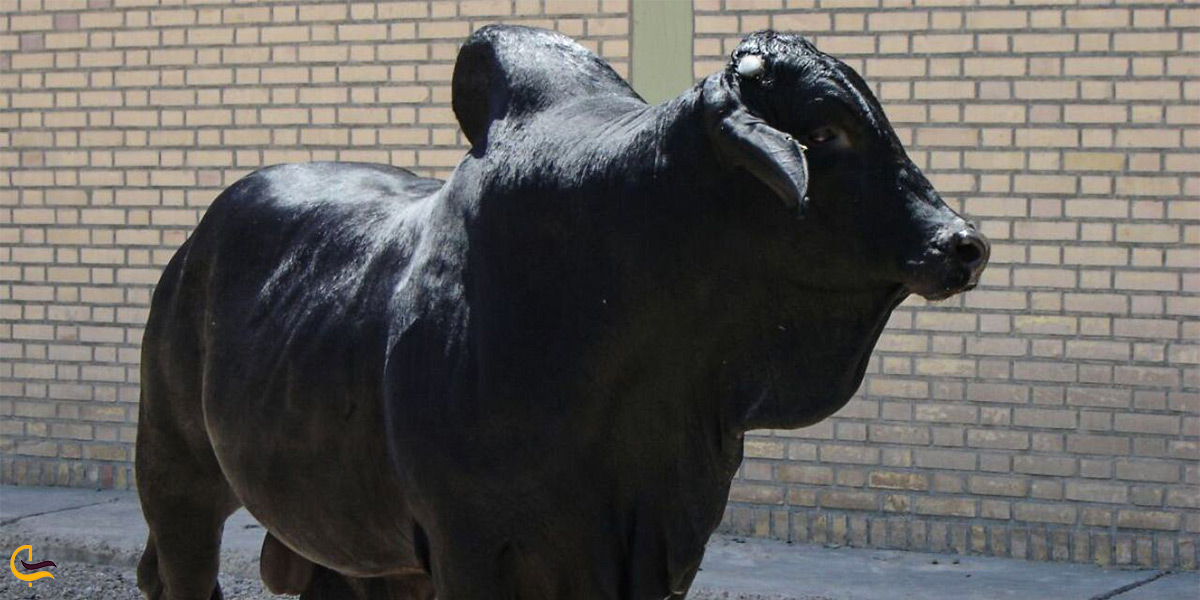 گاو سیستانی نژاد خاص و کمیاب بومی دریاچه هامون