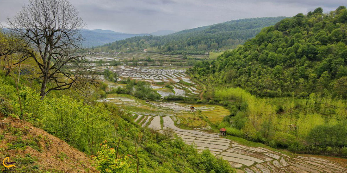 پوشش گیاهی بابلسر