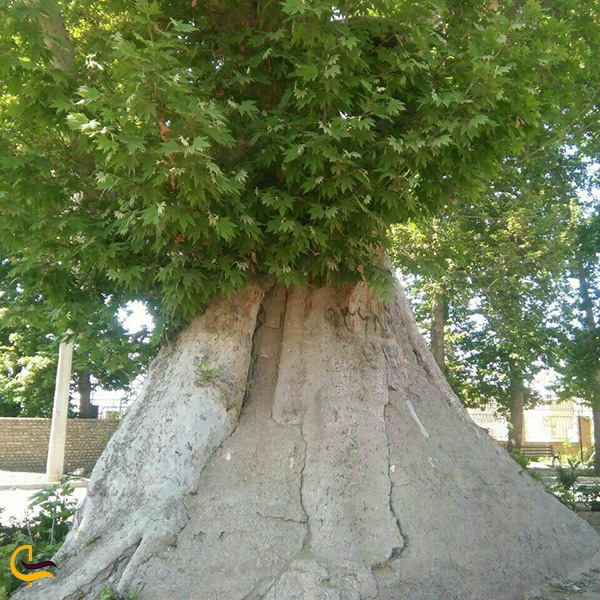 بازدید از درخت ۵۰۰ ساله پیشوا