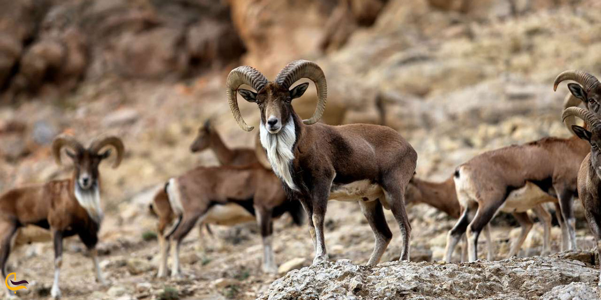 تصویر بسیار زیبا از حیوانات منطقه حفاظت شده لشگر در ملایر