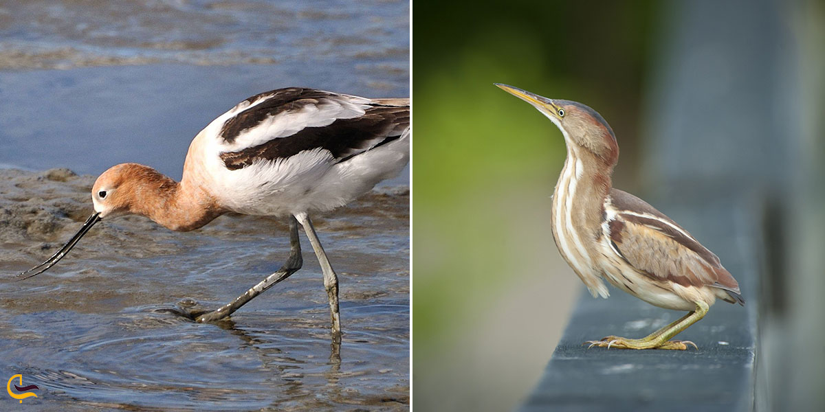 تصویری ار پوشش جانوری تالاب هله