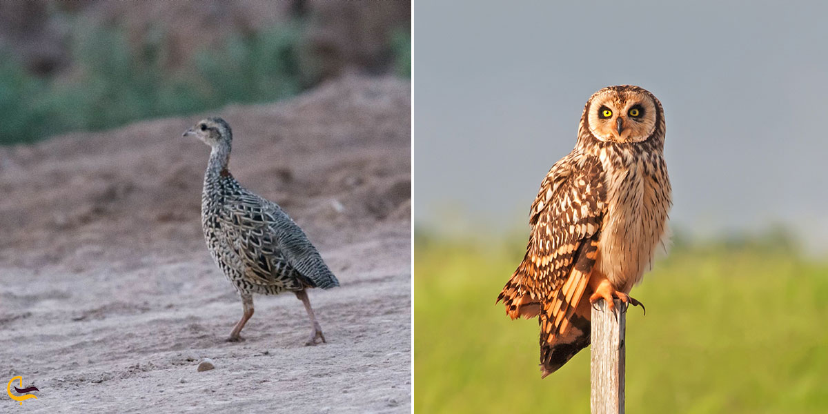 تصویری از جانوران تالاب حله