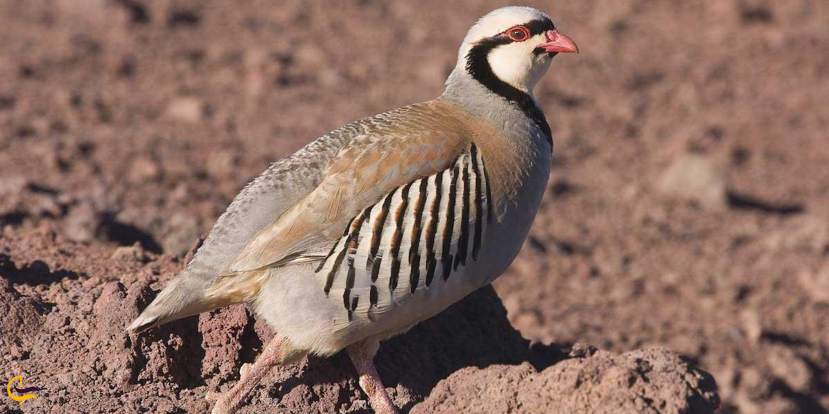 پوشش جانوری شهر سیرجان