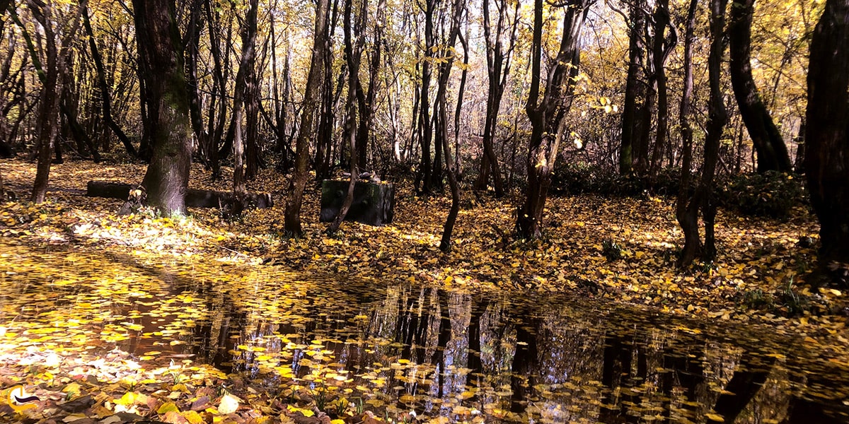 منظره ی پاییزی در پارک جنگلی سراوان