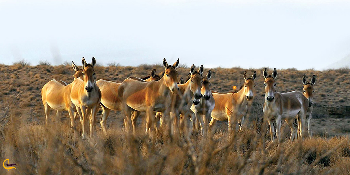 منطقه بهرام گور سیرجان