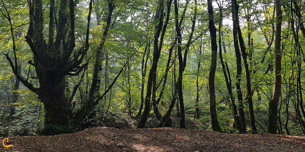 تصویر زیبا از درختان پارک جنگلی سراوان