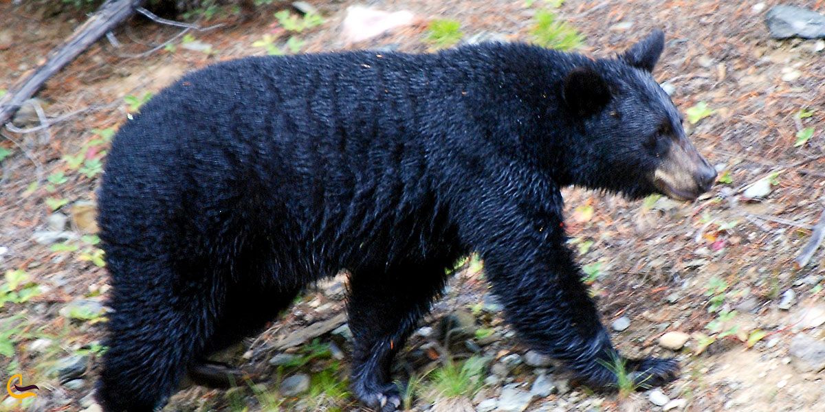 تصویری از خرس سیاه 