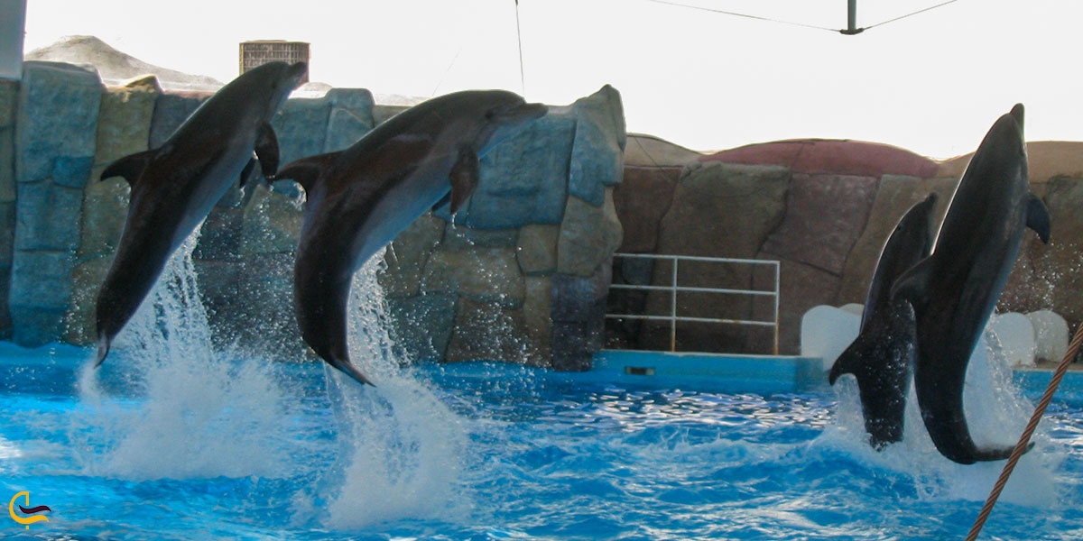 تصویری از دلفین های پارک دلفین کیش