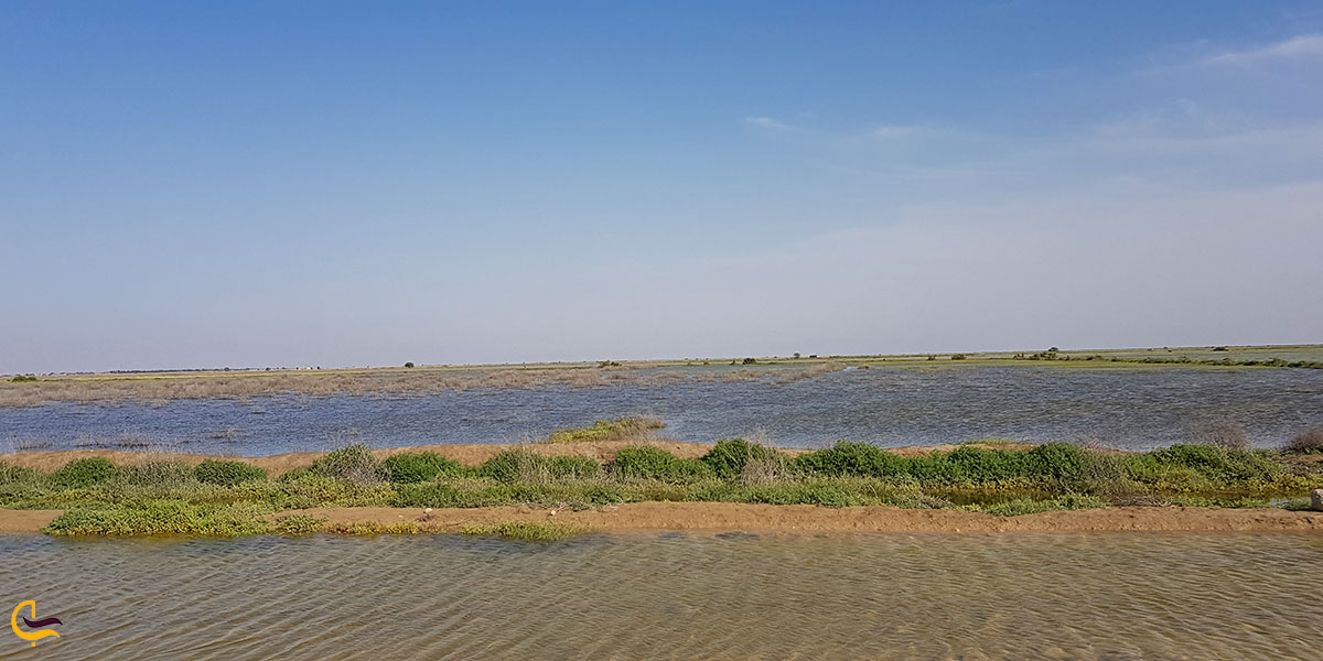 نمایی از تالاب هله در بوشهر