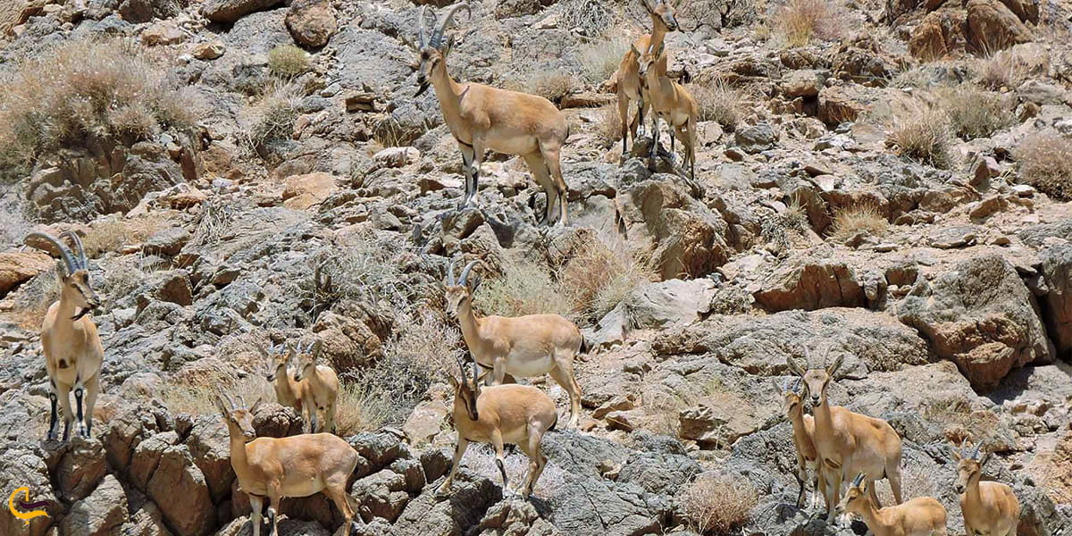 منطقه حفاظت شده گودغول سیرجان