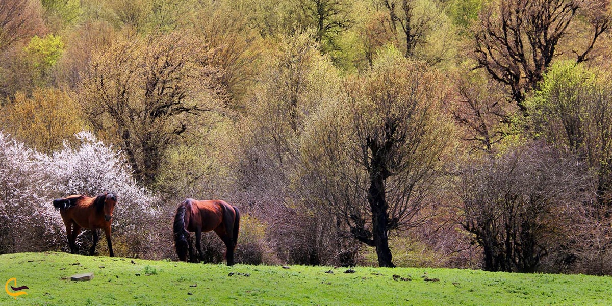 چرای اسب های وحشی زیبا در جنگل الیمستان